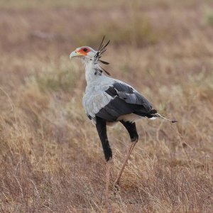 Secretary Bird