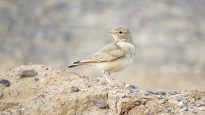 Bar-tailed Lark