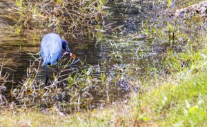 Lunch For Little Blue Heron