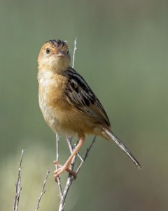 Golden-headed Cisticola