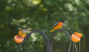 Baltimore Orioles