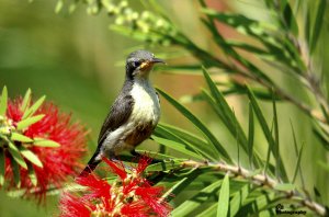 Sunbird - Female, Juvenile.