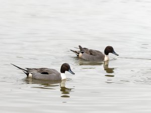 Pintails