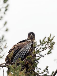 Immature bald eagle