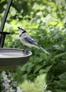 Blue Jay 1 of 3