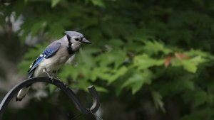 Blue Jay 2 of 3