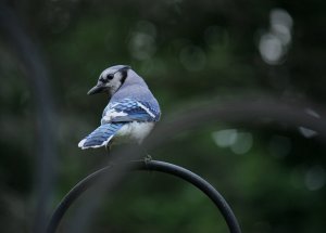 Blue Jay 3 of 3