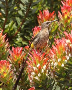 Cape Sugarbird