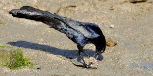 Great-tailed Grackle (male) with a fish.jpg