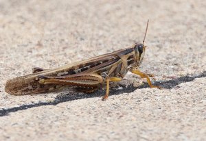 American Bird Grasshopper.jpg