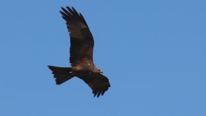 black kite