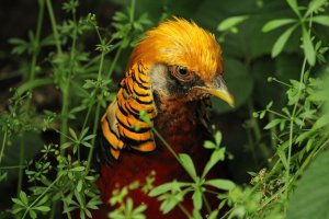 Golden Pheasant