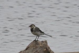 Pied Wagtail juvenile