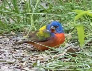 Painted Bunting