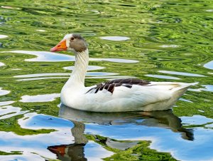 Greylag goose crossbreed or leucistic?