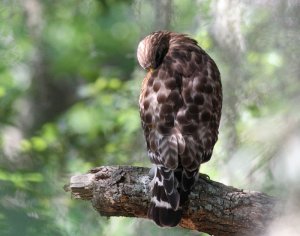 Red-shouldered Hawk