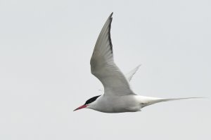 The tern walk story - 1