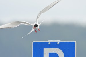 The tern walk story - 2