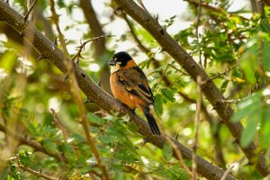 Rusty-collared Seedeater