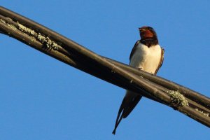 203- Hirundo rustica Barn Swallow- 3 juin 2020.jpg