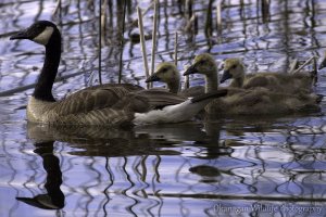 Canada Goose