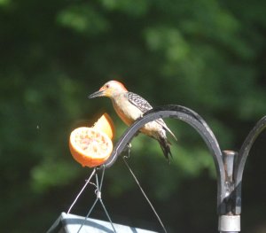 Odd snack for a woodpecker