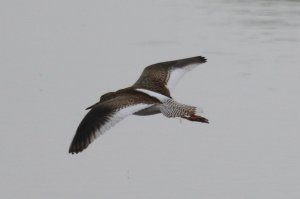 Redshank