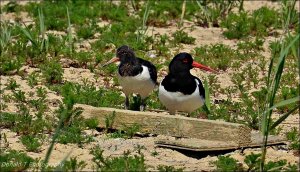 Oystercatcher with Juvenile