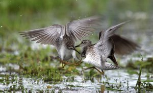 Wood sandpiper