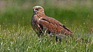 marsh harrier