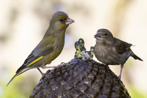 Greenfinch