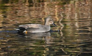 Gadwall 0966.jpg