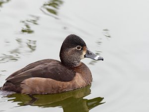 Female ring-necked duck