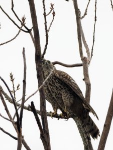 Immature American goshawk