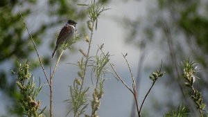 Reed Bunting