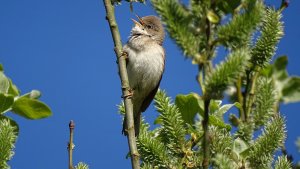 Common Whitethroat