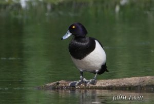 tufted duck