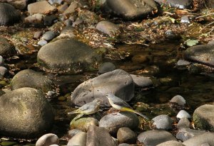 Baby Grey Wagtail being fed by mother on River Brock.jpg