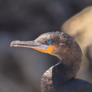 Cape Cormorant