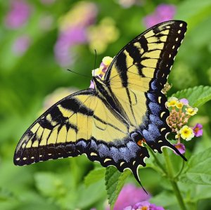 Eastern Tiger Swallowtail (female).jpg