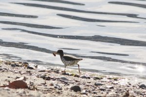 Spotted Sandpiper