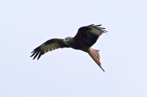 red kite