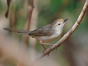 Graceful prinia