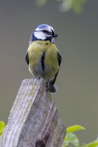 Blue Tit parent.