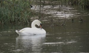 Swanning around