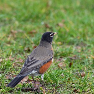 American robin