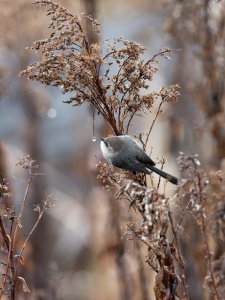 Bushtit