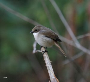 Grey Bushchat