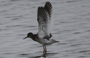 Redshank