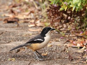 Southern Boubou